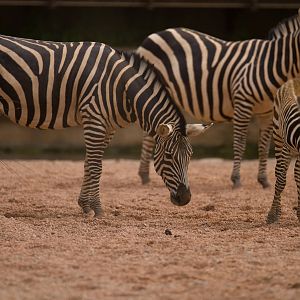 Baby Zebras