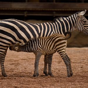 Baby Zebras