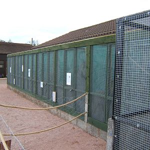 Marmoset and Tamarin enclosure