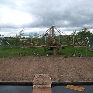 Lemur enclosure with Waterfowl