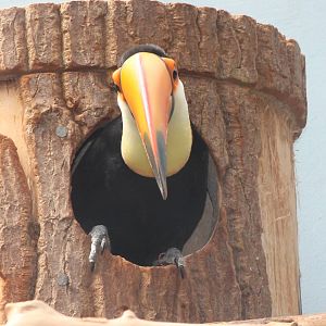 Toco toucan coming out of the nest