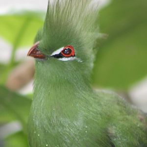 Green touraco