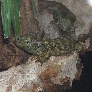 Prehensile-tailed Skink`s