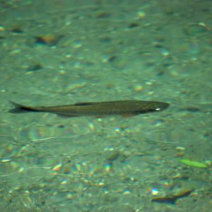 Freshwater Fish in La Fortuna, 16/04/14