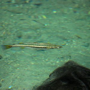 Freshwater Fish in La Fortuna, 16/04/14