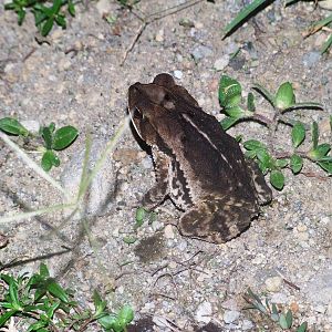 Wet Forest Toad in La Fortuna, 16/04/14