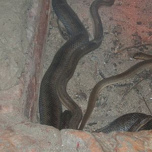 Mole Snake`s