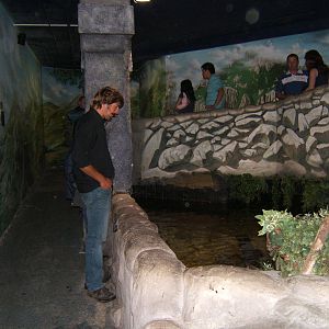 View of Clown Knife Fish exhibit