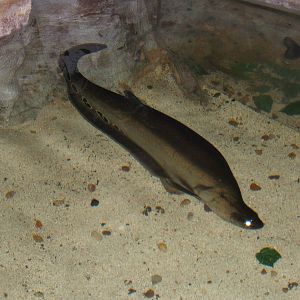Clown Knife Fish