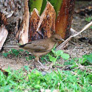 Clay-coloured Robin in La Fortuna, 17/04/14
