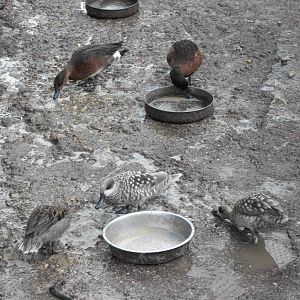 I shall not use the obvious cliche, 11th May 2014