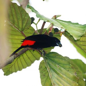 Passerini's Tanager in La Fortuna, 17/04/14