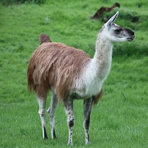 Willow, 11th May 2014