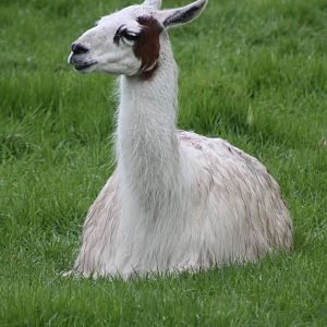 Caramel, 11th May 2014