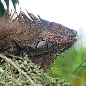 Green Iguana at Restaurant las Iguanas, 17/04/14