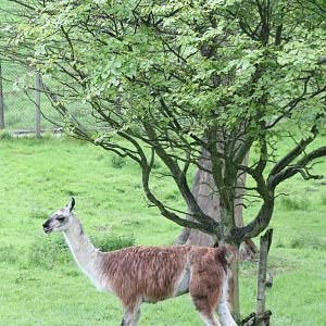 Not the best tree to use for shelter, 11th May 2014
