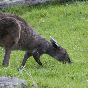 Western Grey Kangaroo