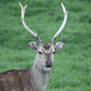 Formosan Sika Deer, 11th May 2014