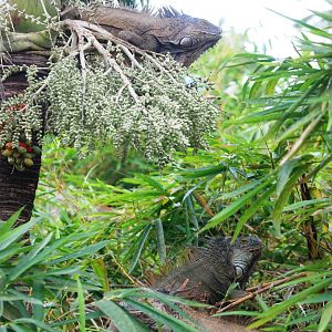 Green Iguana at Restaurant las Iguanas, 17/04/14