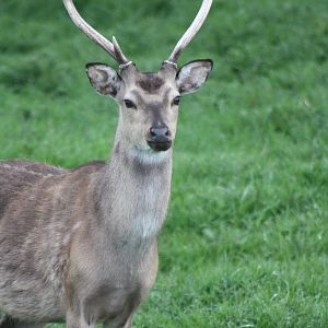 Formosan Sika Deer, 11th May 2014