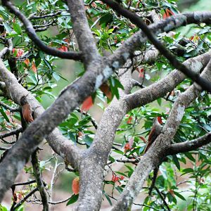 Streak-headed Woodcreepers at Restaurant las Iguanas, 17/04/14