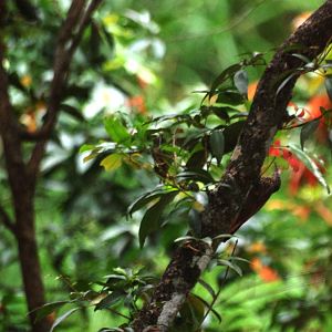 Streak-headed Woodcreeper at Restaurant las Iguanas, 17/04/14