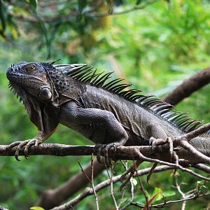 Green Iguana at Restaurant las Iguanas, 17/04/14