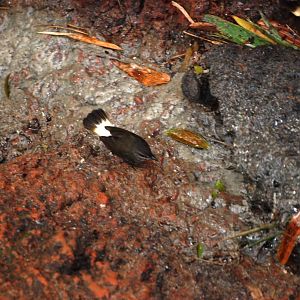 Buff-rumped Warbler at Restaurant las Iguanas, 17/04/14