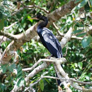 Anhinga in Ca?o Negro, 17/04/14