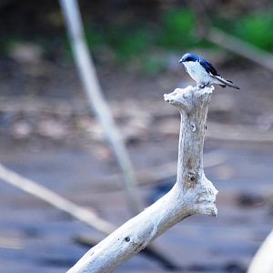 Mangrove Swallow in Ca?o Negro, 17/04/14