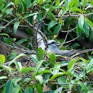 Tropical Kingbird on Nest in Ca?o Negro, 17/04/14