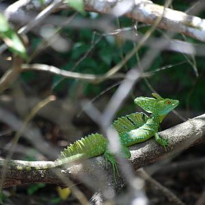 Emerald (Plumed) Basilisk in Ca?o Negro, 17/04/14