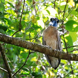 Boat-billed Heron in Ca?o Negro, 17/04/14