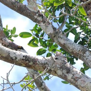 Great Potoo in Ca?o Negro, 17/04/14