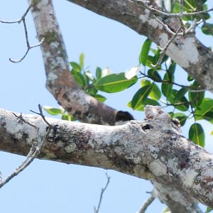 Great Potoo in Ca?o Negro, 17/04/14