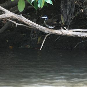 Sungrebe in Ca?o Negro, 17/04/14