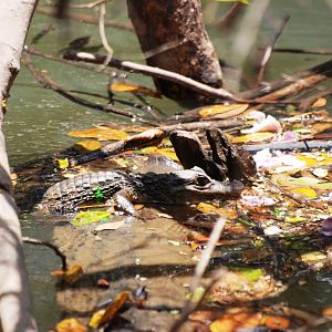 Spectacled Caiman in Ca?o Negro, 17/04/14