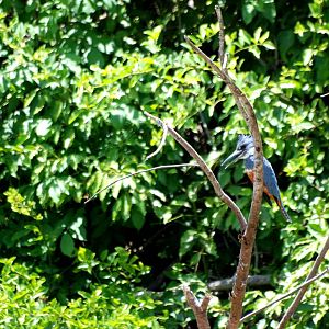 Ringed Kingfisher in Ca?o Negro, 17/04/14