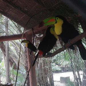 Keel-billed toucans