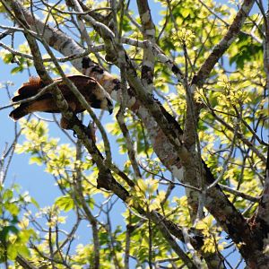 Black-collared Hawk in Ca?o Negro, 17/04/14