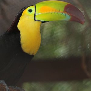 Keel-billed toucan