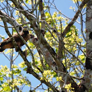 Black-collared Hawk in Ca?o Negro, 17/04/14