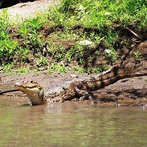 Spectacled Caiman in Ca?o Negro, 17/04/14