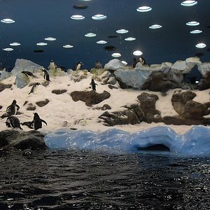 Loro Parque penguins