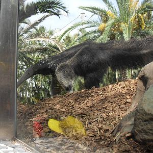Giant Anteater