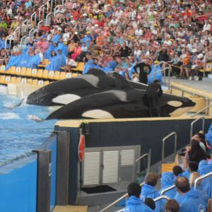 Loro Parque show