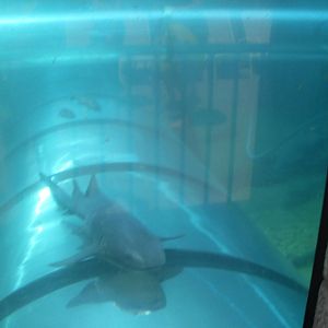 Shark tunnel