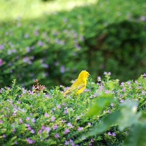 Yellow Warbler in La Fortuna, 17/04/14