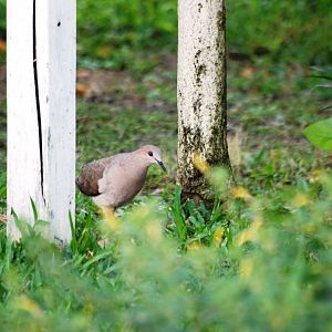 White-tipped Dove in La Fortuna, 17/04/14