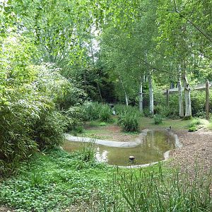Hooded Crane/Bar-Headed Goose Exhibit